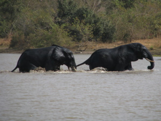 05 Deux Jeunes Elephants Jouant A Se Battre